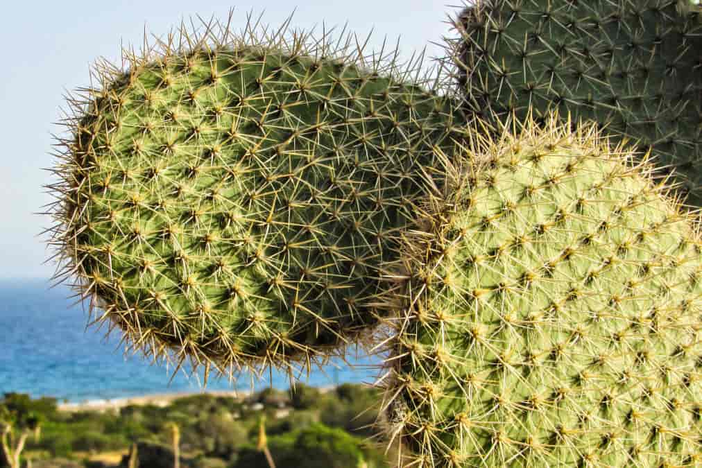 Cactus Park